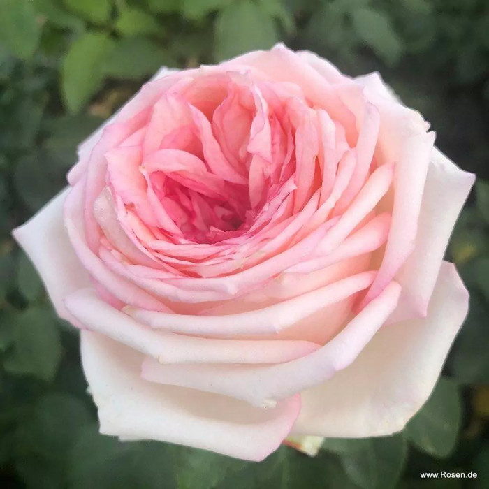 MEINE ROSE®